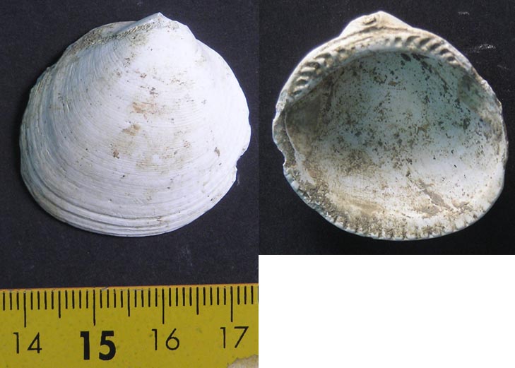 Bivalve archeologico